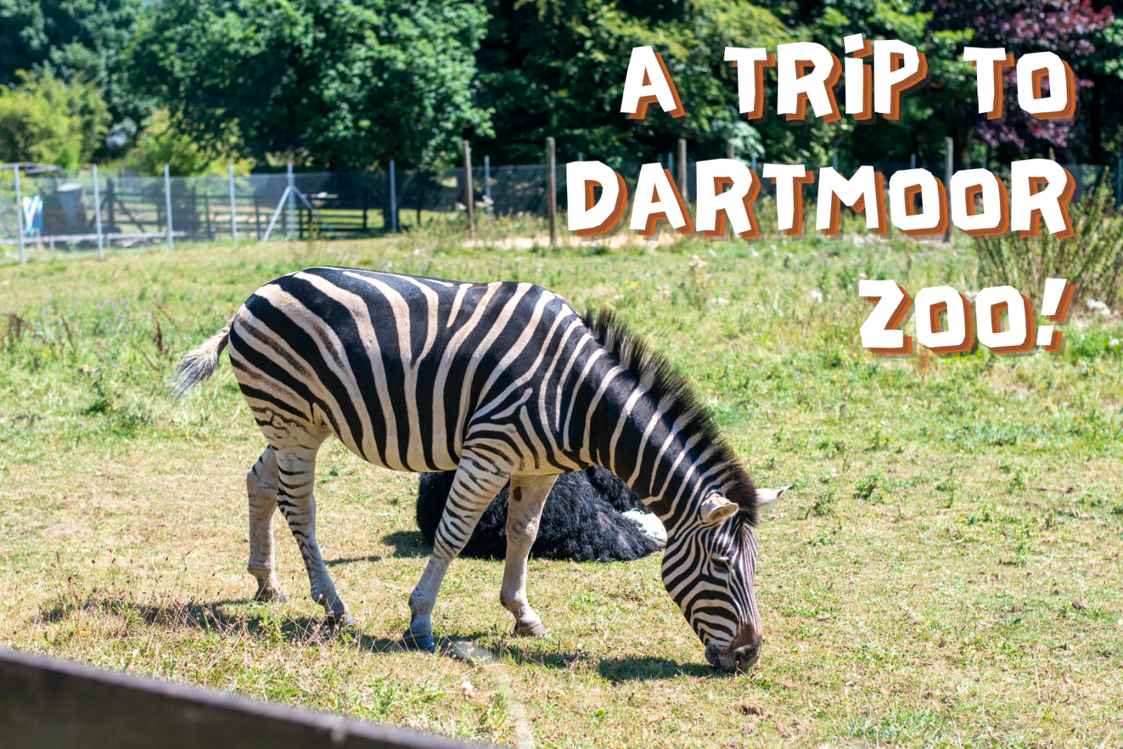 Dartmoor Zoo